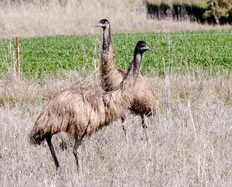 New South Wales landscapes